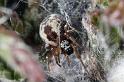 Dictyna_arudinacea_D7423_Z_88_NP De Hoge Veluwe_Nederland